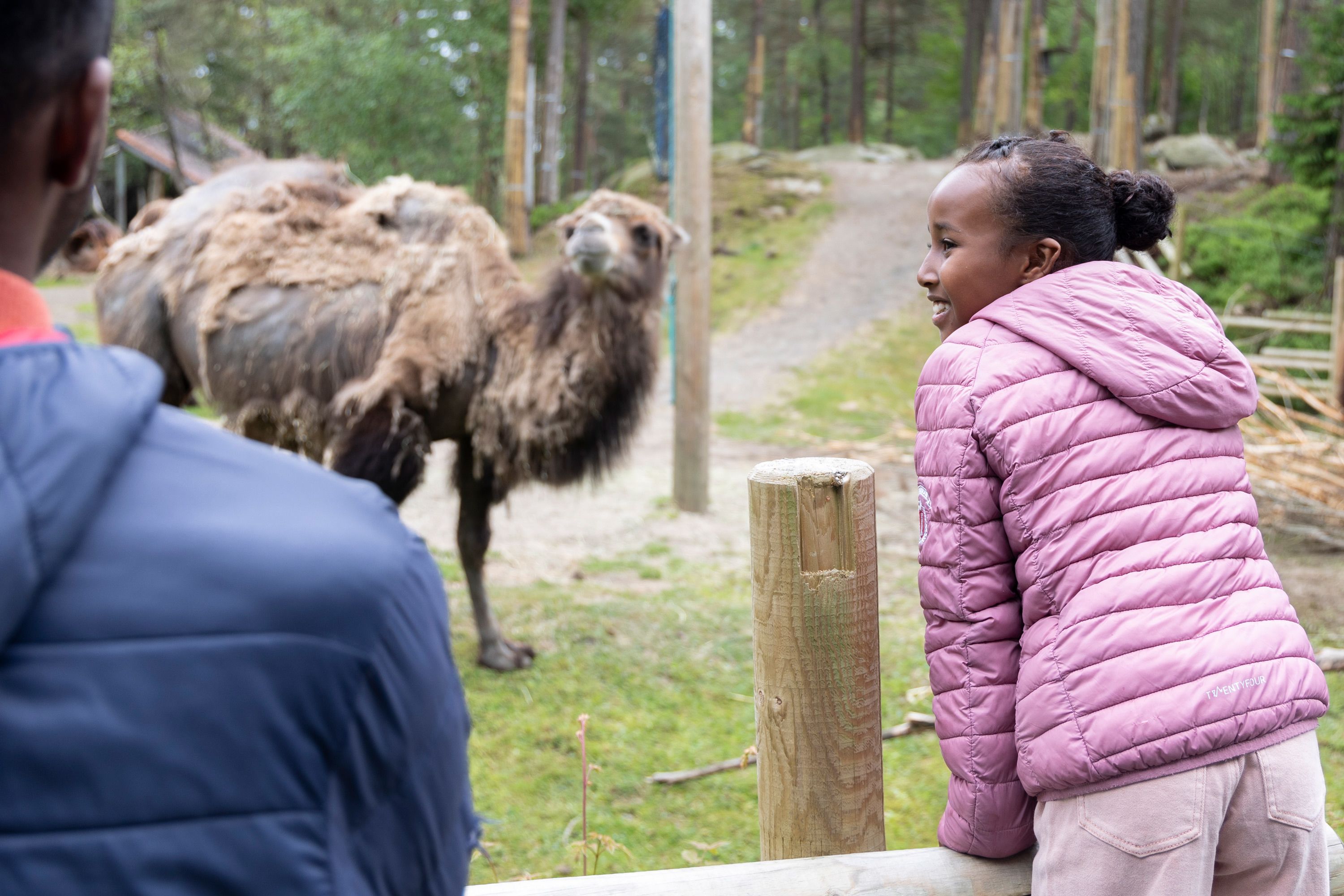 Sara står bak gjerdet til kamelen i Kristiansand Dyrepark.